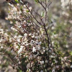 Cryptandra amara at Googong, NSW - 3 Sep 2024 03:01 PM