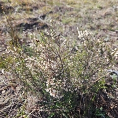 Cryptandra amara at Googong, NSW - 3 Sep 2024 03:01 PM