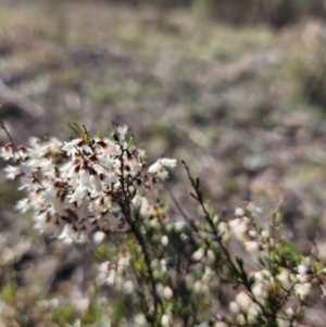 Cryptandra amara at Googong, NSW - 3 Sep 2024 03:01 PM