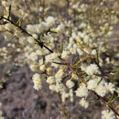 Acacia genistifolia (Early Wattle) at Googong, NSW - 3 Sep 2024 by BrianSummers