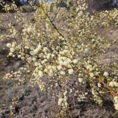 Acacia genistifolia at Googong, NSW - 3 Sep 2024