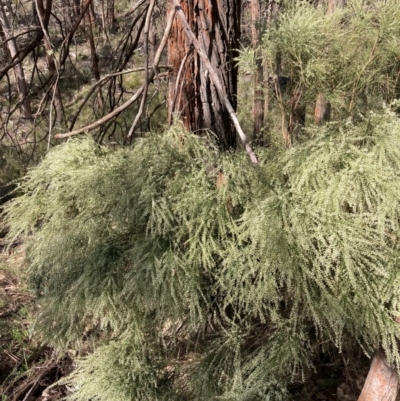 Choretrum candollei (White Sour Bush) at Bumbaldry, NSW - 30 Aug 2024 by AnneG1