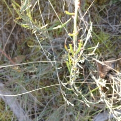 Bossiaea riparia at Cooma, NSW - 3 Sep 2024 by mahargiani