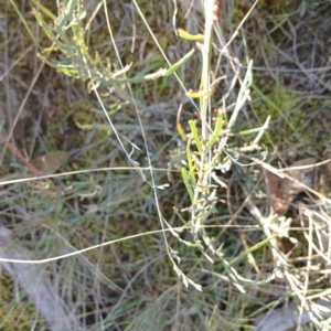 Bossiaea riparia at Cooma, NSW - 3 Sep 2024