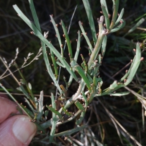 Bossiaea riparia at Cooma, NSW - 3 Sep 2024