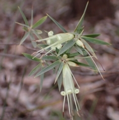 Styphelia triflora (Five-corners) at Cowra, NSW - 24 Jun 2024 by AnneG1