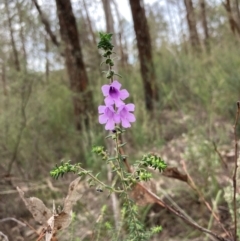 Prostanthera decussata (Dense Mint Bush) at Cowra, NSW - 24 Jun 2024 by AnneG1