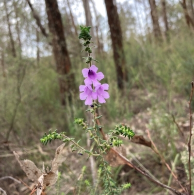 Prostanthera decussata (Dense Mint Bush) at Cowra, NSW - 24 Jun 2024 by AnneG1