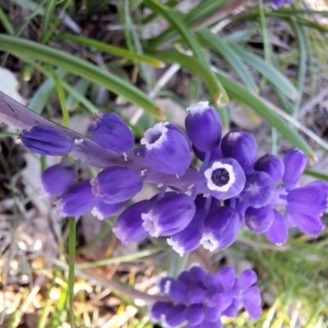 Muscari armeniacum at Hackett, ACT - 3 Sep 2024 04:07 PM