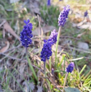 Muscari armeniacum at Hackett, ACT - 3 Sep 2024 04:07 PM