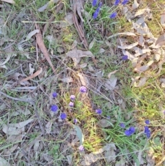 Muscari armeniacum at Hackett, ACT - 3 Sep 2024 04:07 PM