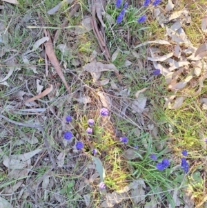 Muscari armeniacum at Hackett, ACT - 3 Sep 2024 04:07 PM