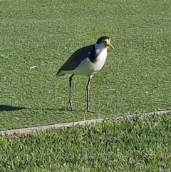 Vanellus miles (Masked Lapwing) at Shoalhaven Heads, NSW - 1 Sep 2024 by MB