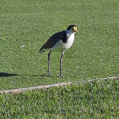 Vanellus miles (Masked Lapwing) at Shoalhaven Heads, NSW - 1 Sep 2024 by MB