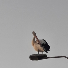 Pelecanus conspicillatus (Australian Pelican) at Shoalhaven Heads, NSW - 31 Aug 2024 by MB