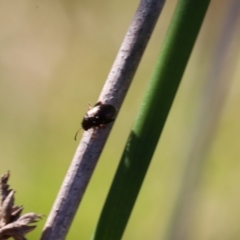 Alticini (tribe) (Unidentified flea beetle) at Lyons, ACT - 3 Sep 2024 by ran452