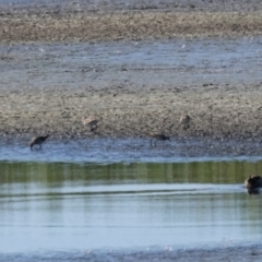 Calidris acuminata at Fyshwick, ACT - 3 Sep 2024 01:22 PM