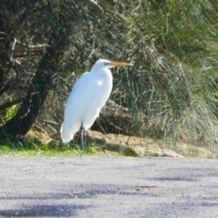 Ardea alba (Great Egret) at Shoalhaven Heads, NSW - 1 Sep 2024 by MB
