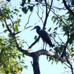 Egretta novaehollandiae (White-faced Heron) at Shoalhaven Heads, NSW - 1 Sep 2024 by MB