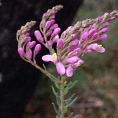 Comesperma ericinum (Heath Milkwort) at Tianjara, NSW - 21 Aug 2024 by AnneG1