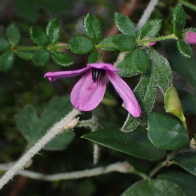 Tetratheca thymifolia (Black-eyed Susan) at Tianjara, NSW - 21 Aug 2024 by AnneG1