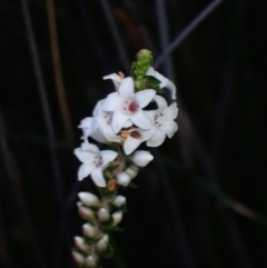 Epacris microphylla at Tianjara, NSW - 21 Aug 2024 10:55 AM