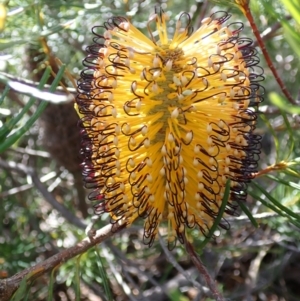 Banksia spinulosa at Tianjara, NSW - 21 Aug 2024 11:22 AM