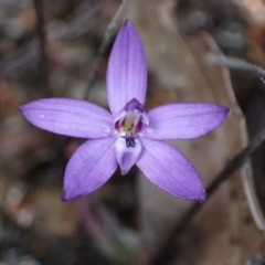 Glossodia minor (Small Wax-lip Orchid) at Tianjara, NSW - 21 Aug 2024 by AnneG1