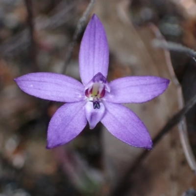 Glossodia minor (Small Wax-lip Orchid) at Tianjara, NSW - 21 Aug 2024 by AnneG1