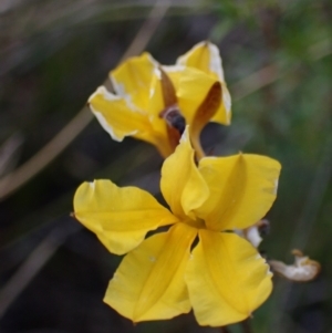 Goodenia paniculata at Tianjara, NSW - 21 Aug 2024 01:21 PM