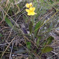 Goodenia paniculata at Tianjara, NSW - 21 Aug 2024 01:21 PM