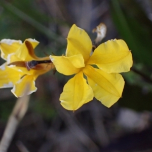 Goodenia paniculata at Tianjara, NSW - 21 Aug 2024 01:21 PM