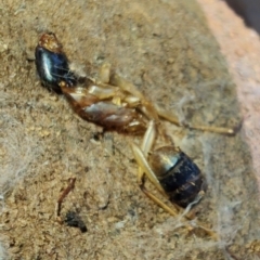 Unidentified Ant (Hymenoptera, Formicidae) at Rangeville, QLD - 2 Sep 2024 by LyndalT