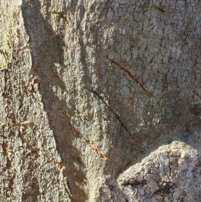 Phascolarctos cinereus at Rangeville, QLD - 3 Sep 2024 by LyndalT