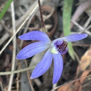 Cyanicula caerulea at Bruce, ACT - 3 Sep 2024