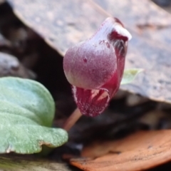 Corybas unguiculatus (Small Helmet Orchid) at Vincentia, NSW - 30 Jun 2024 by AnneG1