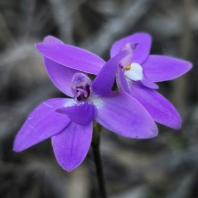 Glossodia major (Wax Lip Orchid) at Parkes, NSW - 3 Sep 2024 by Csteele4