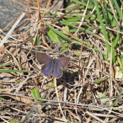 Zizina otis (Common Grass-Blue) at Chapman, ACT - 3 Sep 2024 by LinePerrins