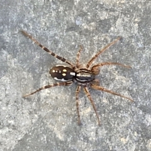 Nyssus coloripes at Gundary, NSW - 3 Sep 2024 04:54 PM