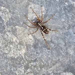 Nyssus coloripes at Gundary, NSW - 3 Sep 2024 04:54 PM