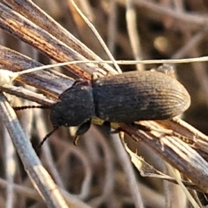 Isopteron sp. (genus) at Gundary, NSW - 3 Sep 2024 04:51 PM