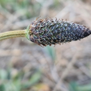 Plantago lanceolata at Gundary, NSW - 3 Sep 2024 04:48 PM