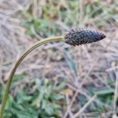 Plantago lanceolata at Gundary, NSW - 3 Sep 2024 04:48 PM