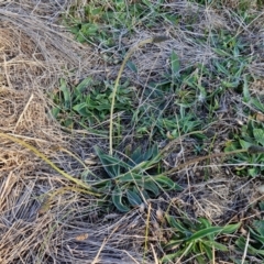 Plantago lanceolata at Gundary, NSW - 3 Sep 2024 04:48 PM