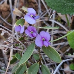 Hovea heterophylla (Common Hovea) at Gundary, NSW - 3 Sep 2024 by trevorpreston