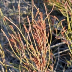 Allocasuarina distyla at Gundary, NSW - 3 Sep 2024 by trevorpreston