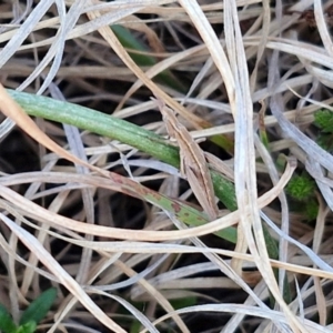 Keyacris scurra at Gundary, NSW - 3 Sep 2024 04:36 PM