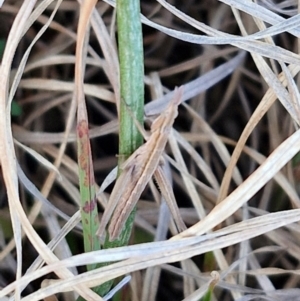 Keyacris scurra at Gundary, NSW - 3 Sep 2024