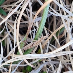 Keyacris scurra at Gundary, NSW - 3 Sep 2024 04:36 PM