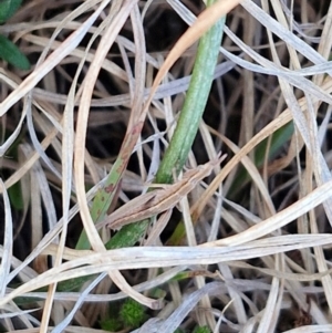 Keyacris scurra at Gundary, NSW - 3 Sep 2024 04:36 PM